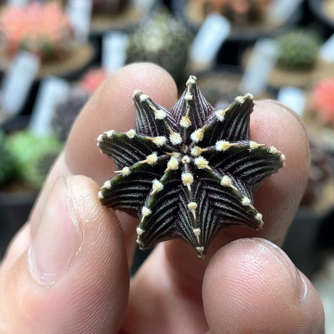 泰系实生根，黑肋骨