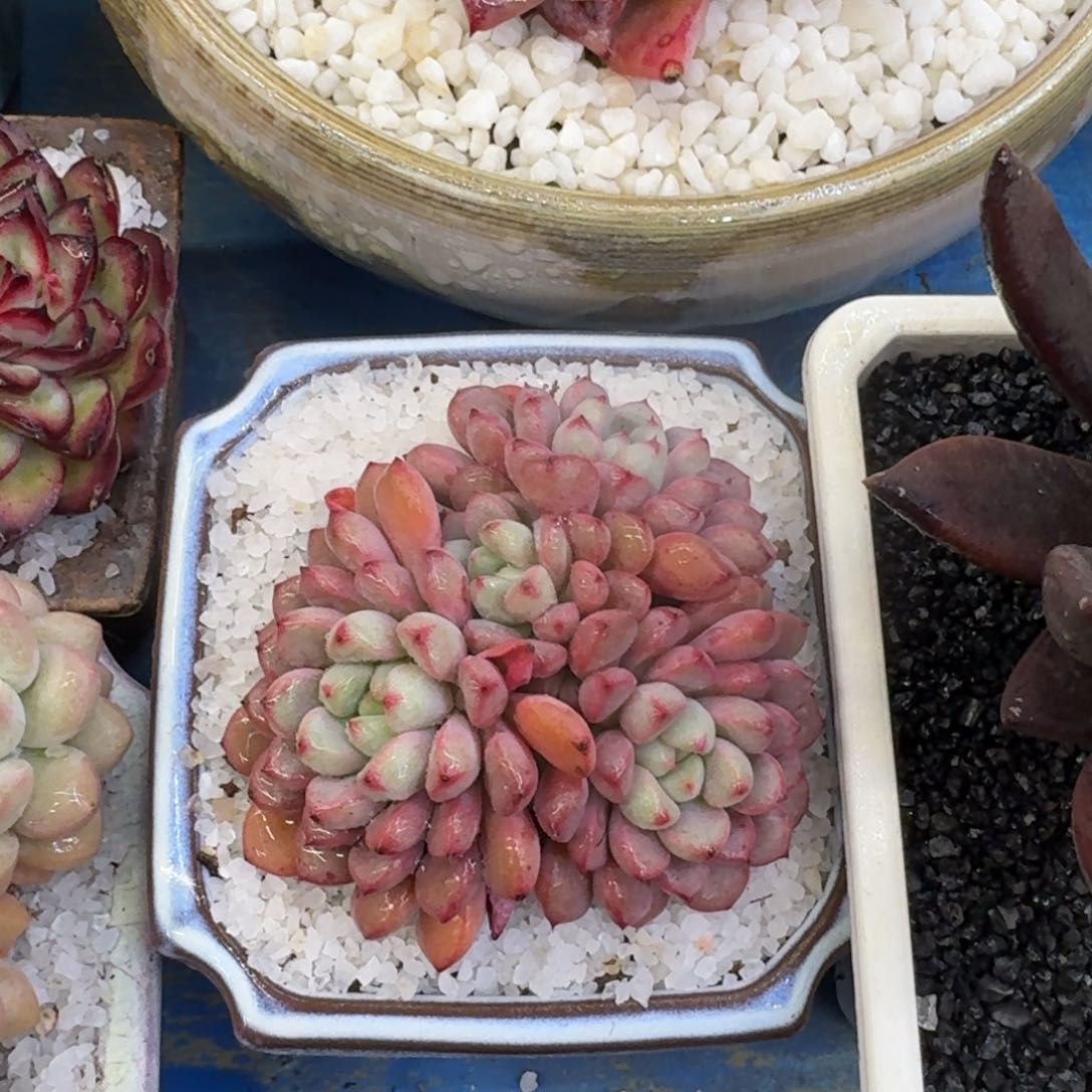 多肉植物盆栽多肉植物