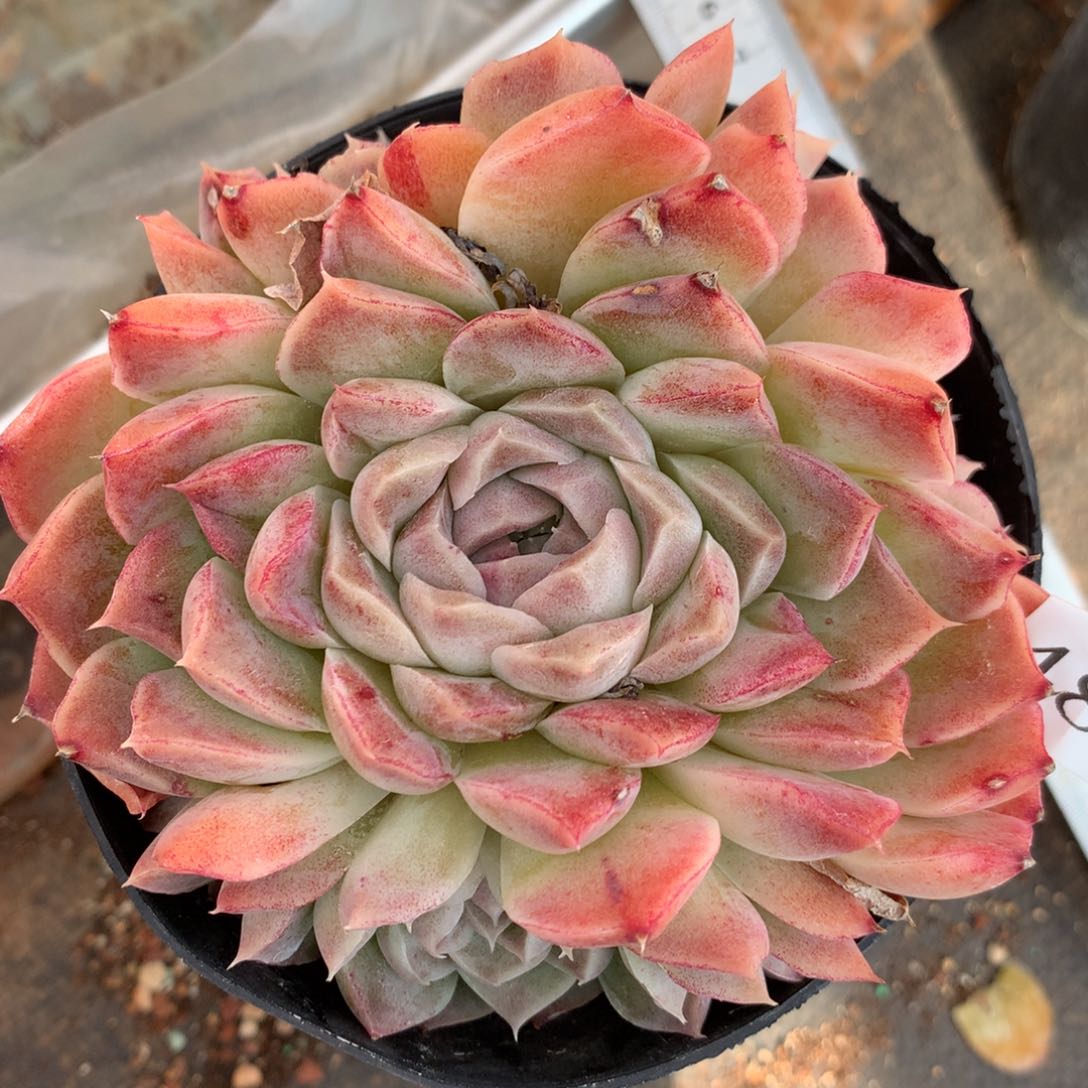 4883杂交多肉植物