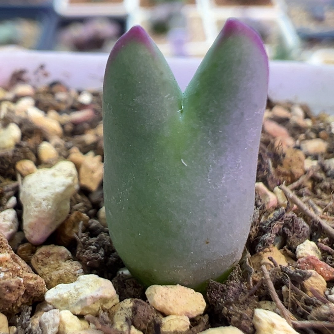 小皮卡   肉锥植物