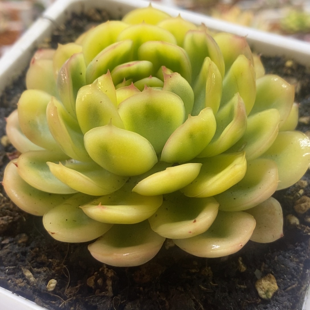 草莓冰锦 多肉植物