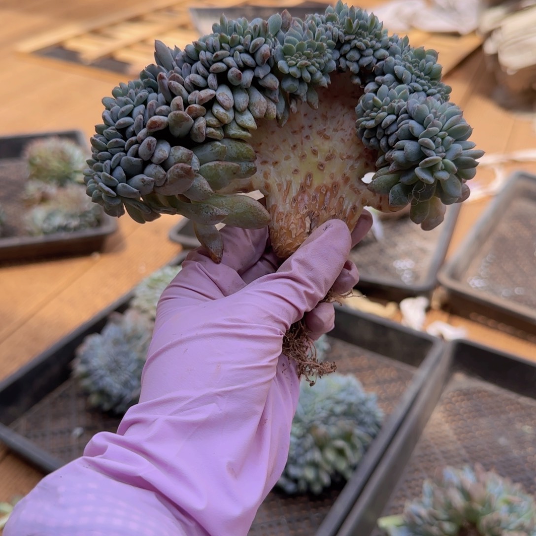 S***练菜菜发货111111111111