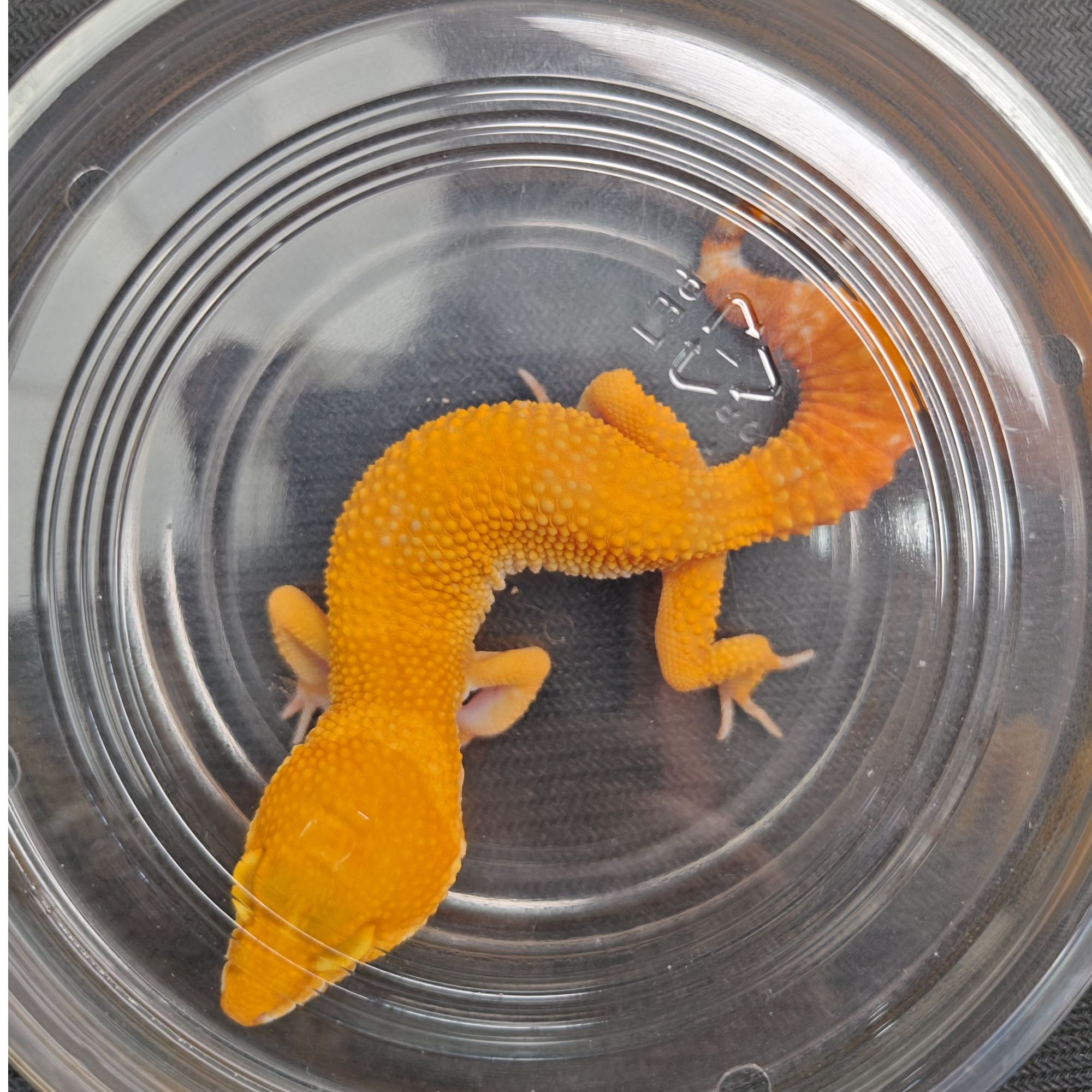 阳光豹纹守宫  小萌妹