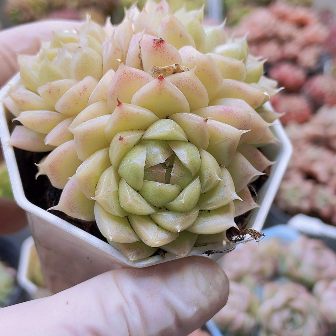 0000000000000219量拍