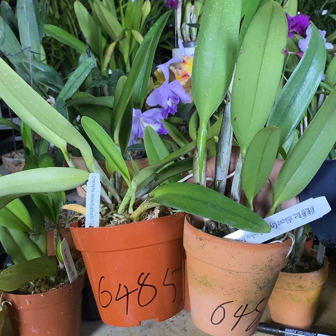 当前无花栽培后可以开花藤*树皇家蓝加彩虹桥