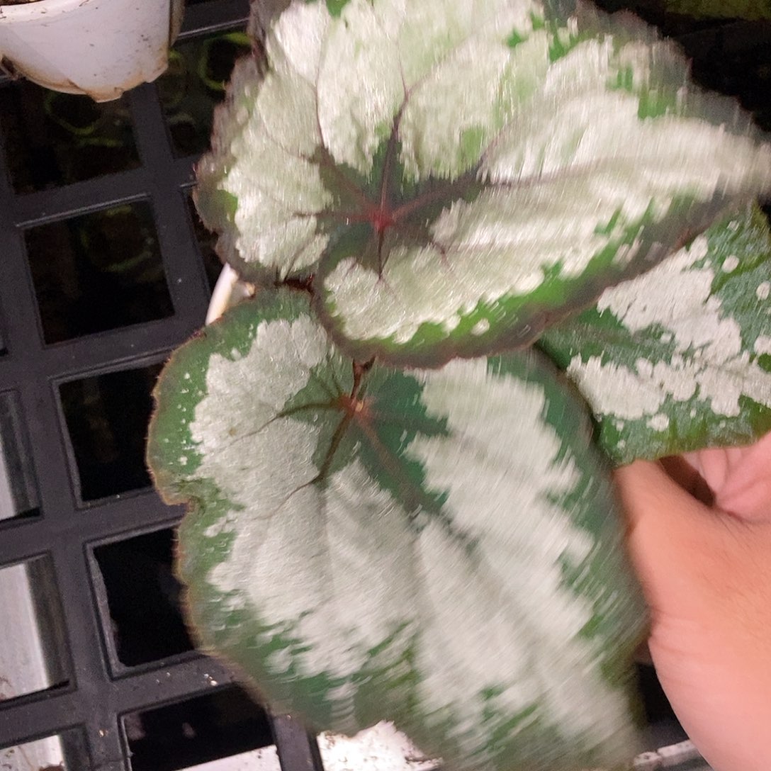 夜莺杂秋海棠一物一拍