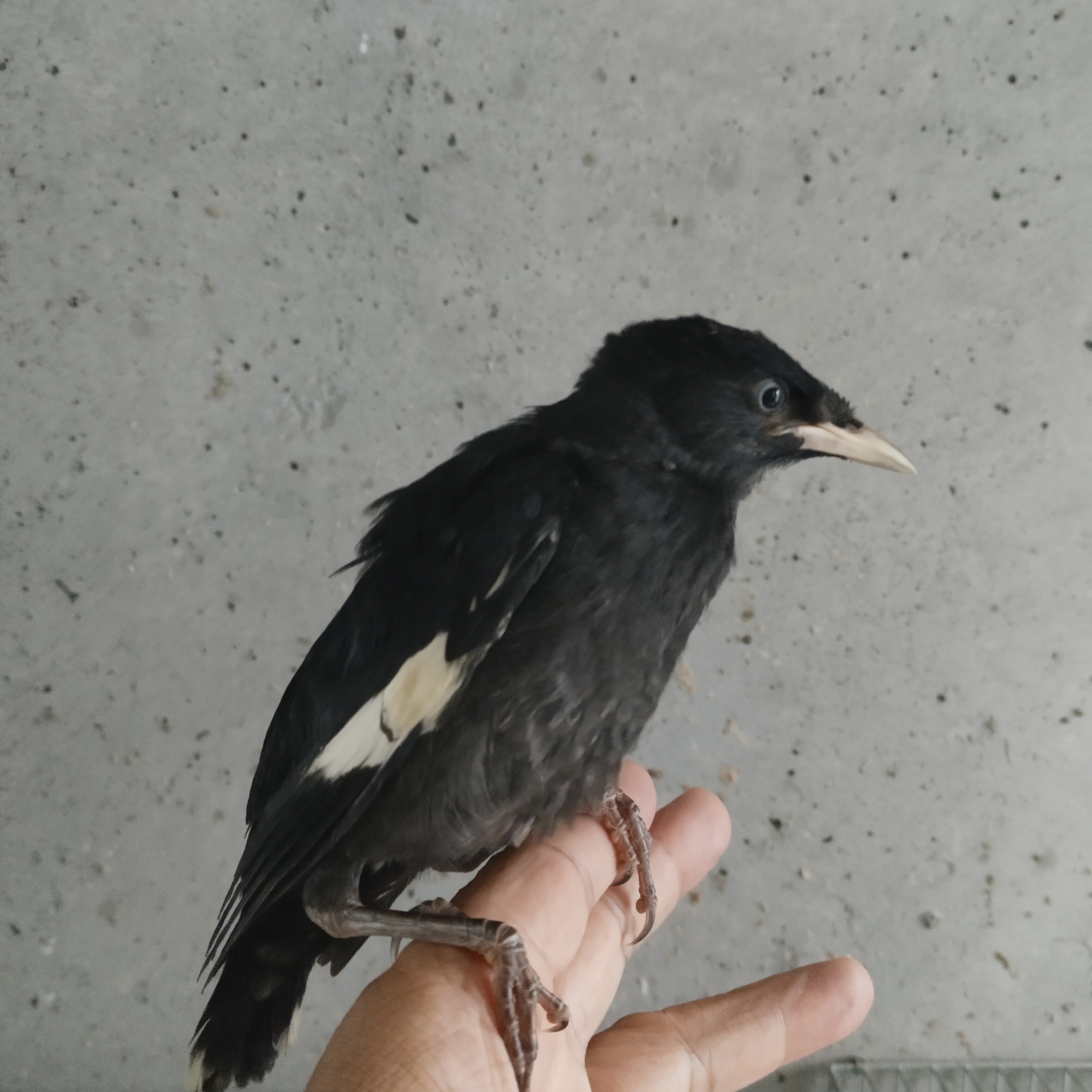 定制   学语小天才学语中小黑叽鹦鹉