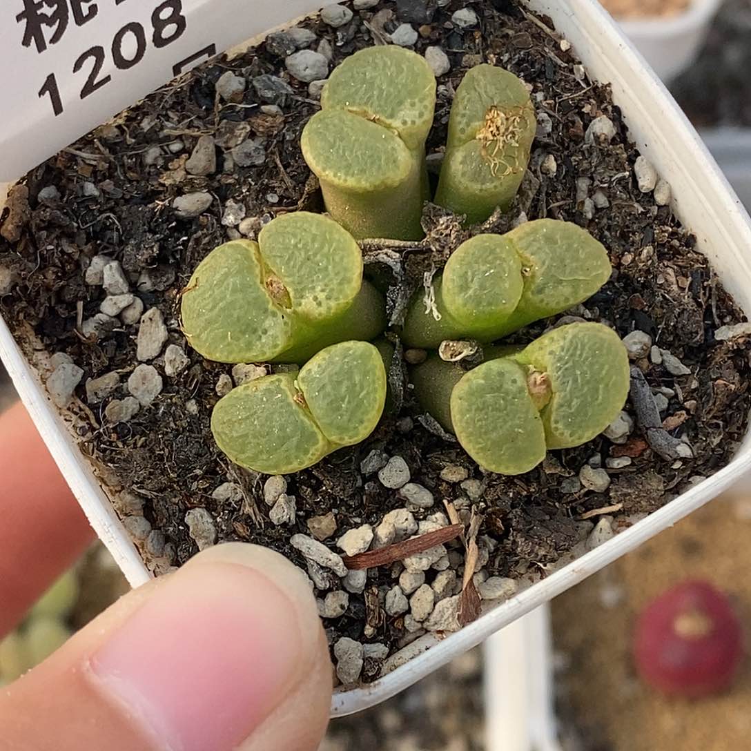 1208-34-樱花福利。    