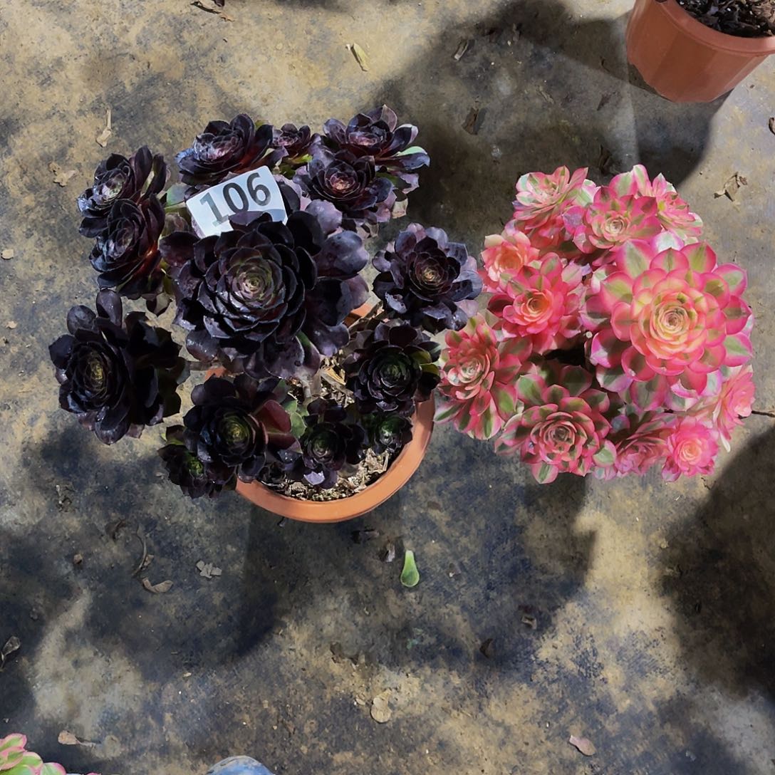 多肉黑骑士23荔枝32..脱土发货不售后106