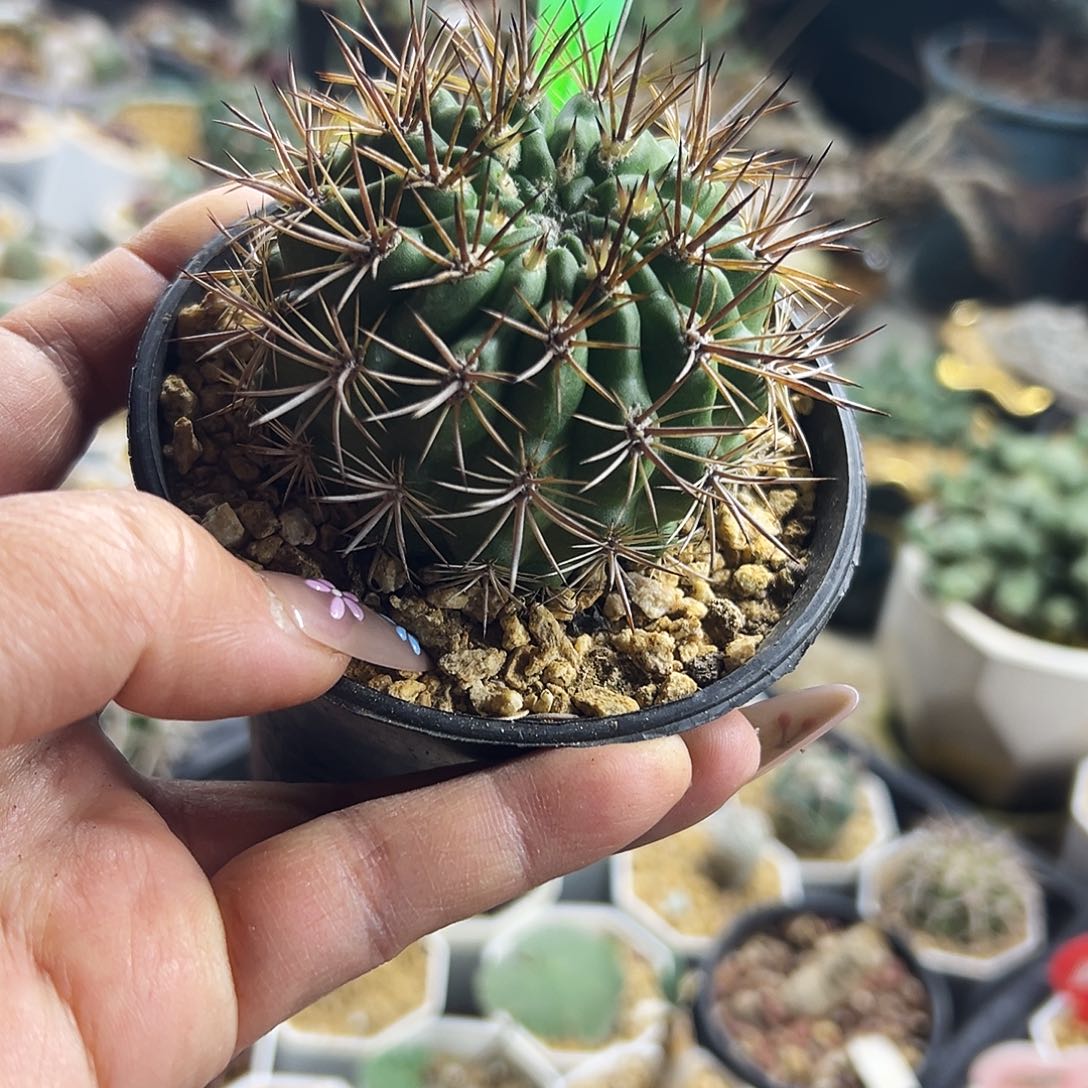 逆龙玉福利仙人球111111111111