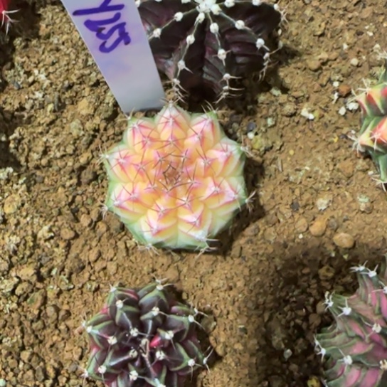 253-0122泰国发货多肉实生