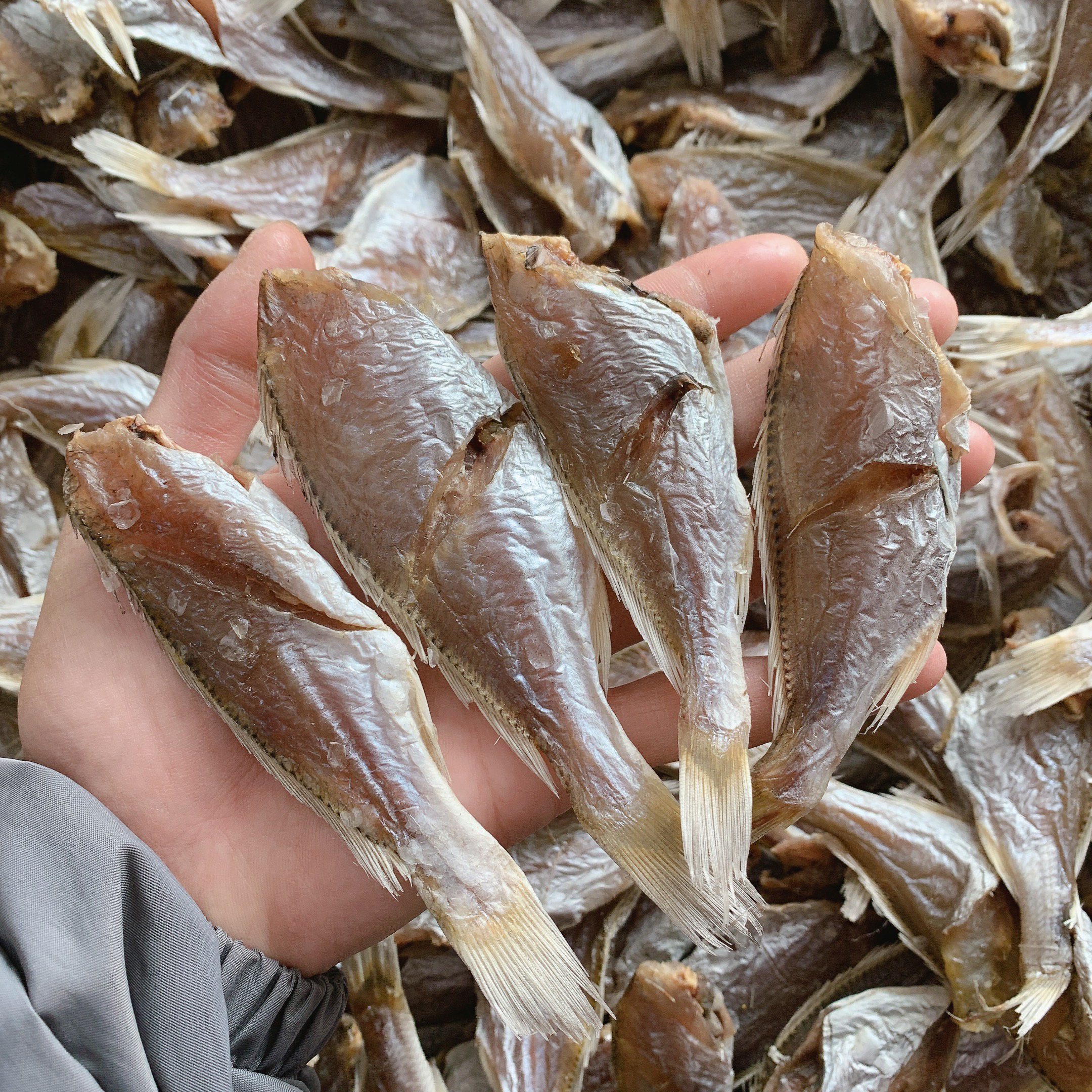 汕尾本港自晒划鱼干去头划鱼脯，微咸煮白菜炖萝卜蒸姜丝好好吃