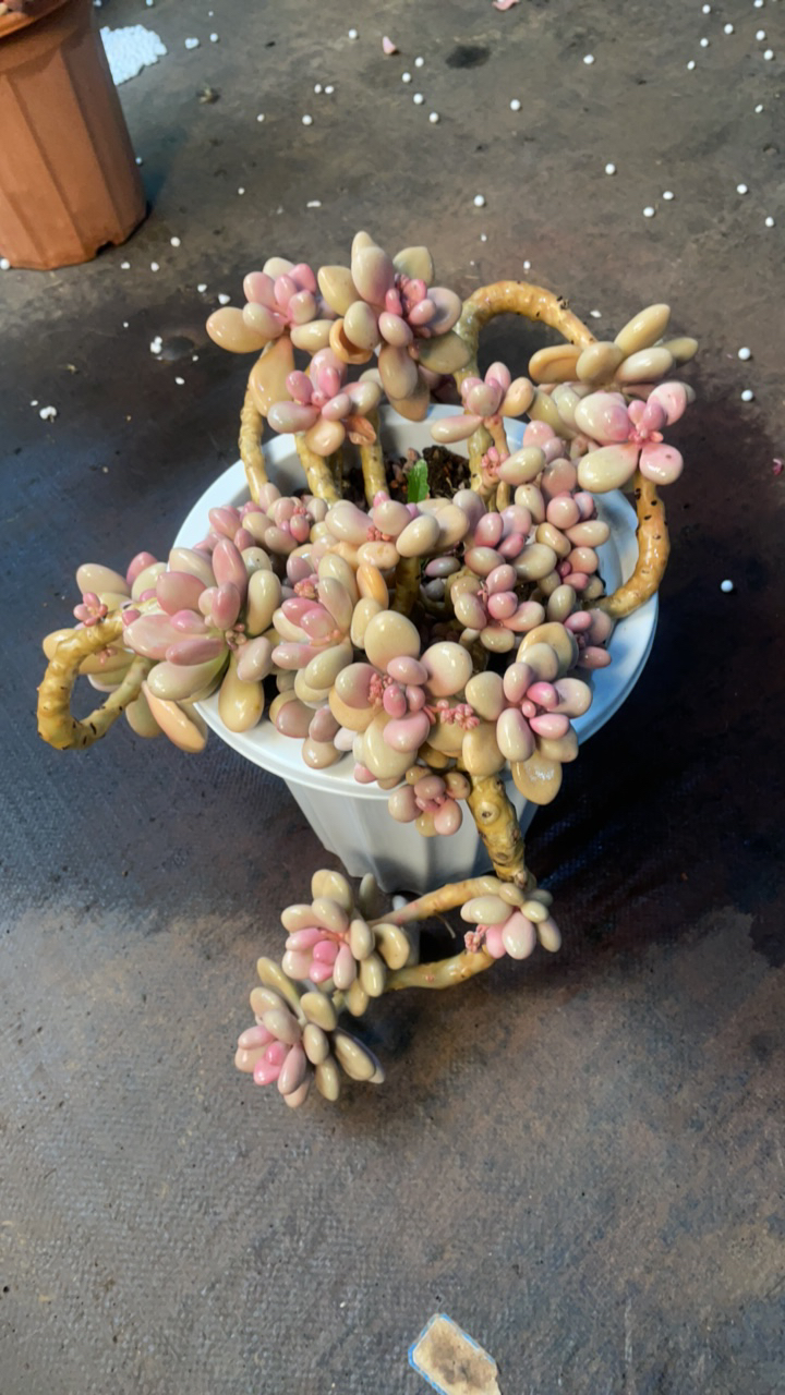 整桩悬崖桩圆叶桃蛋 粉色多肉 盆栽