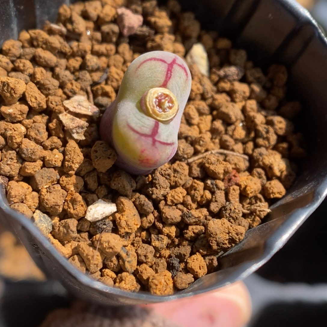 多肉植物肉锥杂交K-426 超八杂猴脸 福利