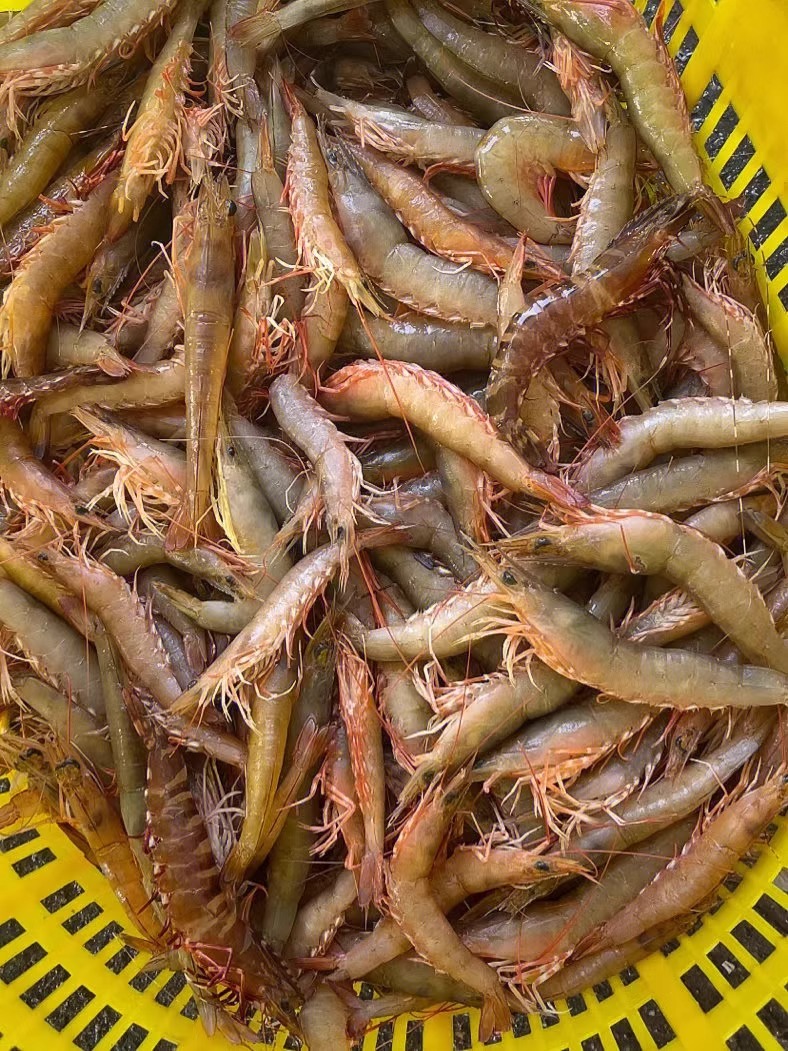 3斤麻虾 纯野生海货 中虾剑虾沙卢虾 1斤/盒 顺丰包邮