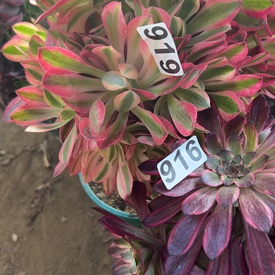 蜂**人多肉植物两个有砍