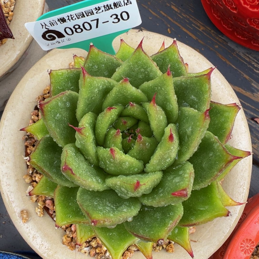 多肉一物一拍0807-30