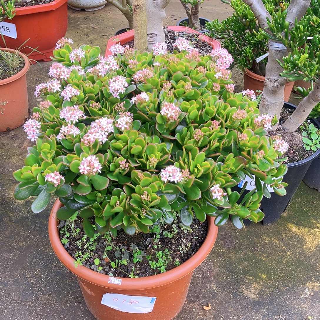 韩版糖果紫叶0780号