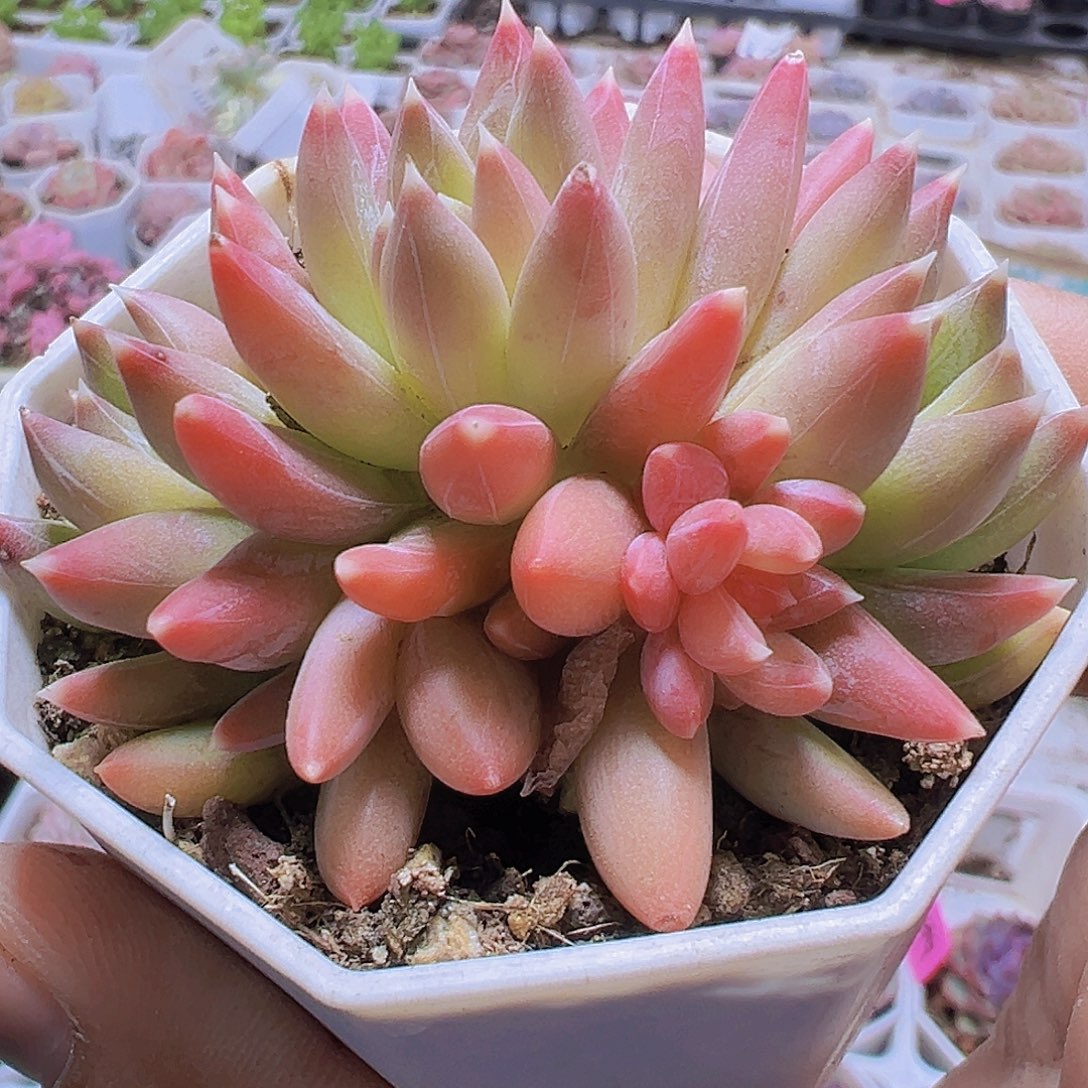 炫彩星群19包邮多肉