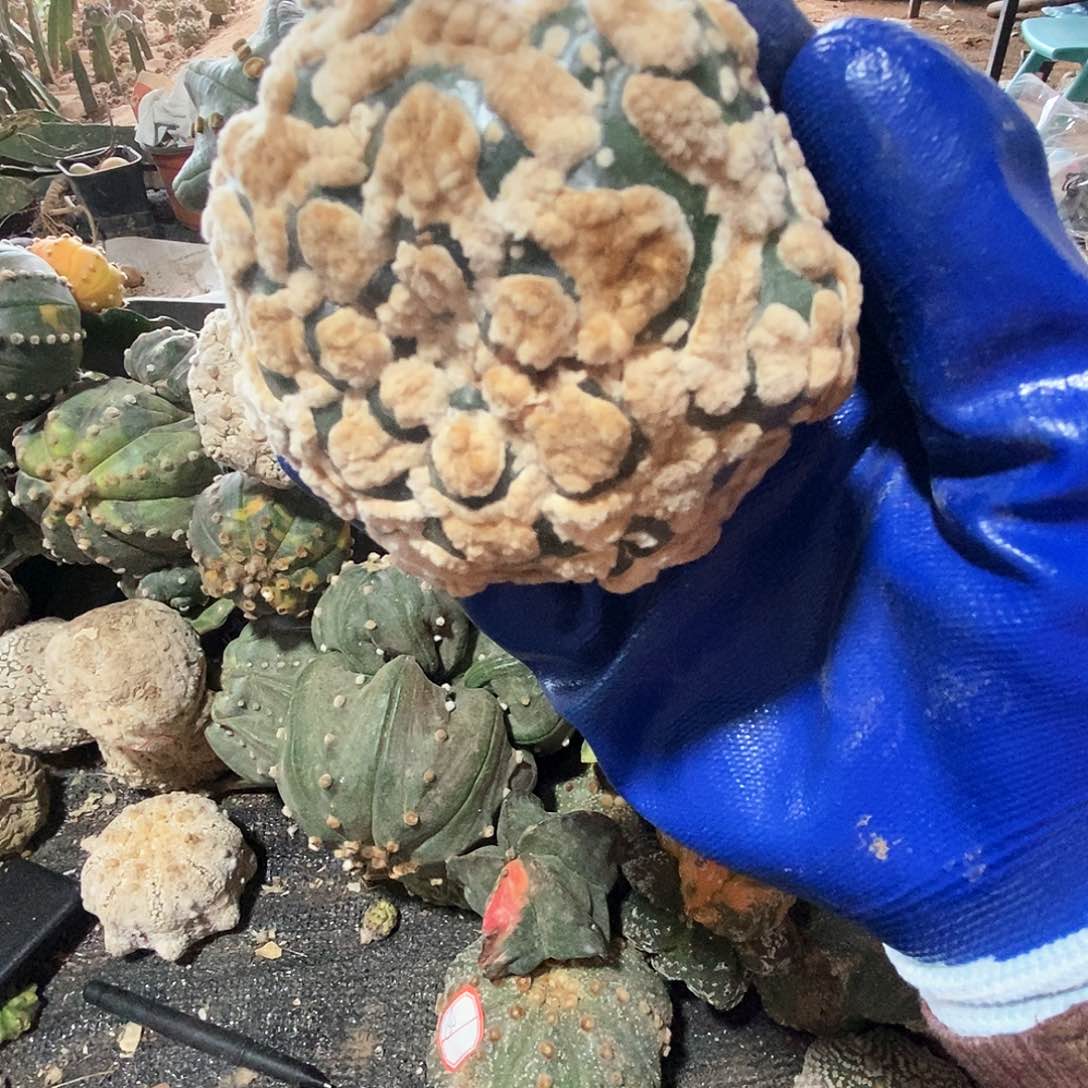 兜兜都痘痘都兜1