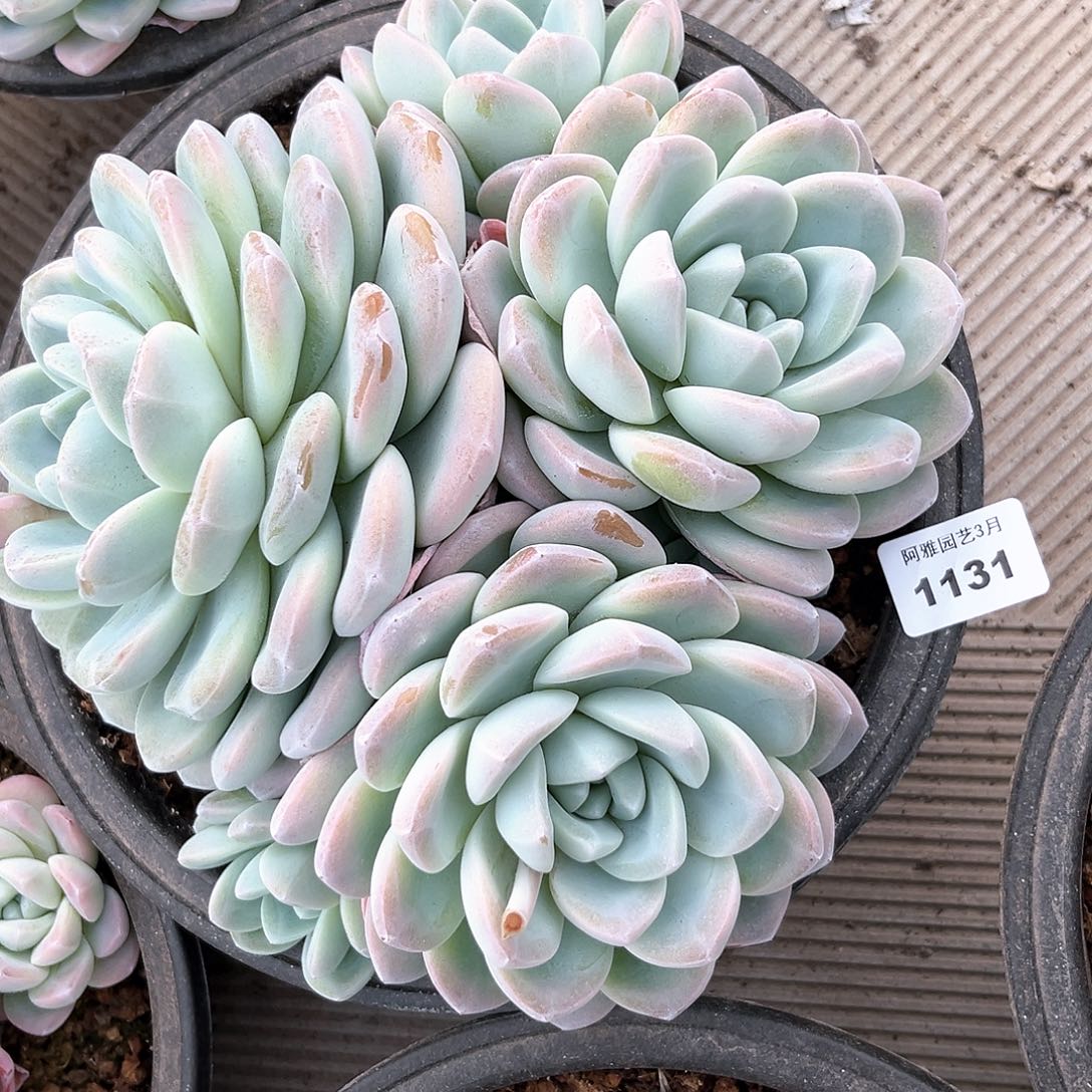 阿雅园艺。    1131