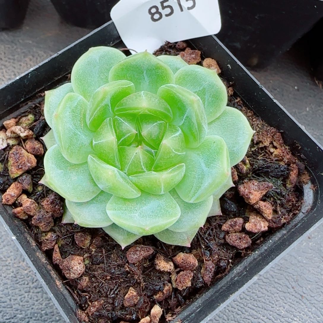 泼天富贵，8515多肉植物