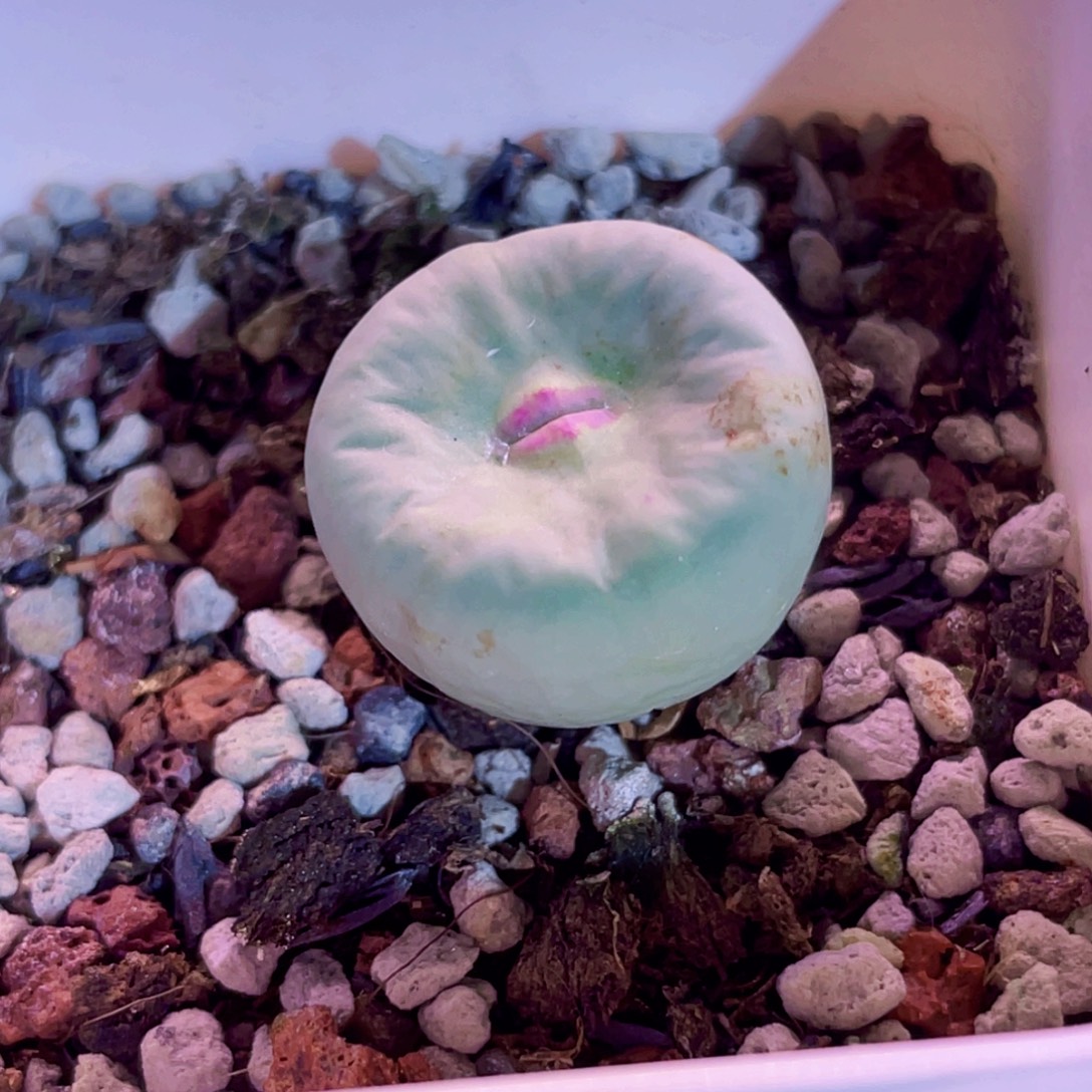 dows嘟嘟嘴植物一物一拍