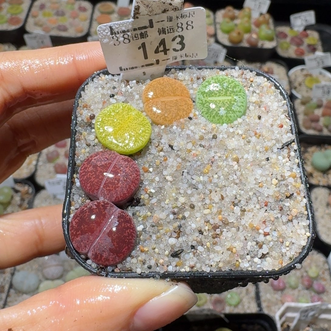 Sss精品系列便宜出143