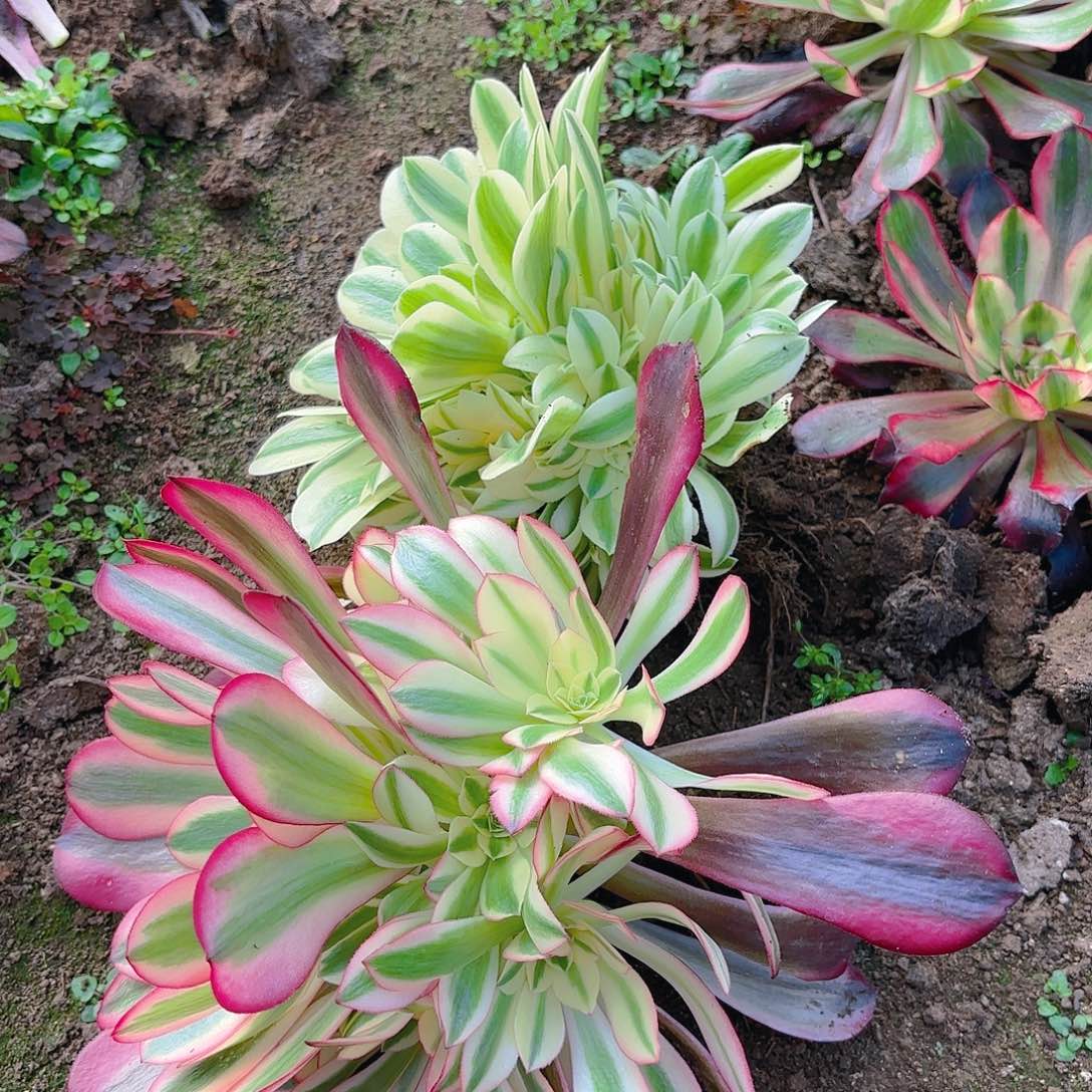 新尼亚美杜莎手捧