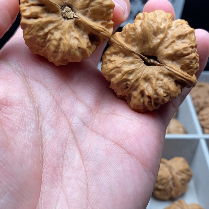 文玩核桃把件伶*停蛤蟆