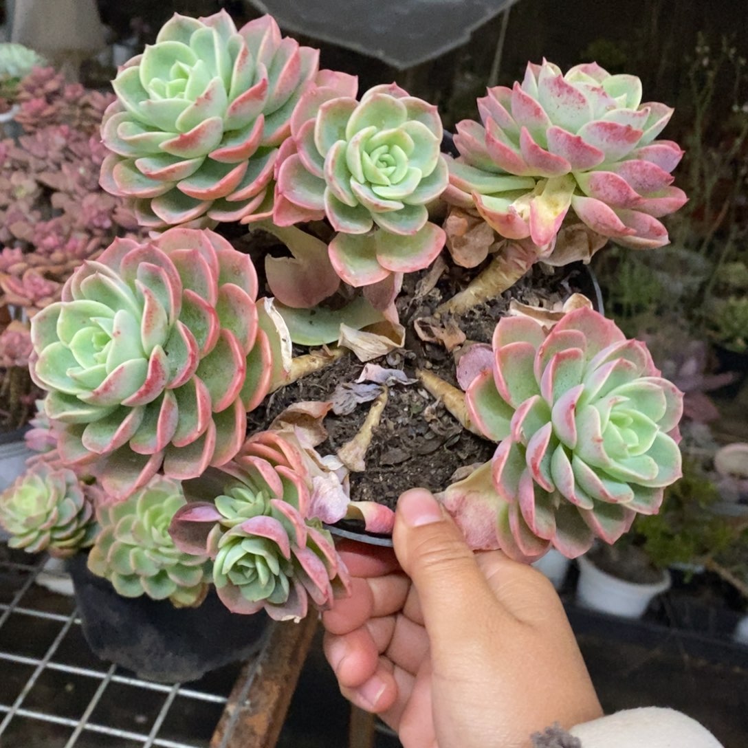 哈密瓜四头起发老桩