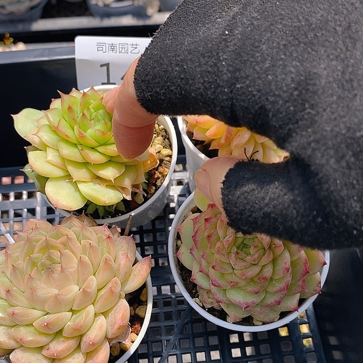 14 多肉植物盆栽花卉植物