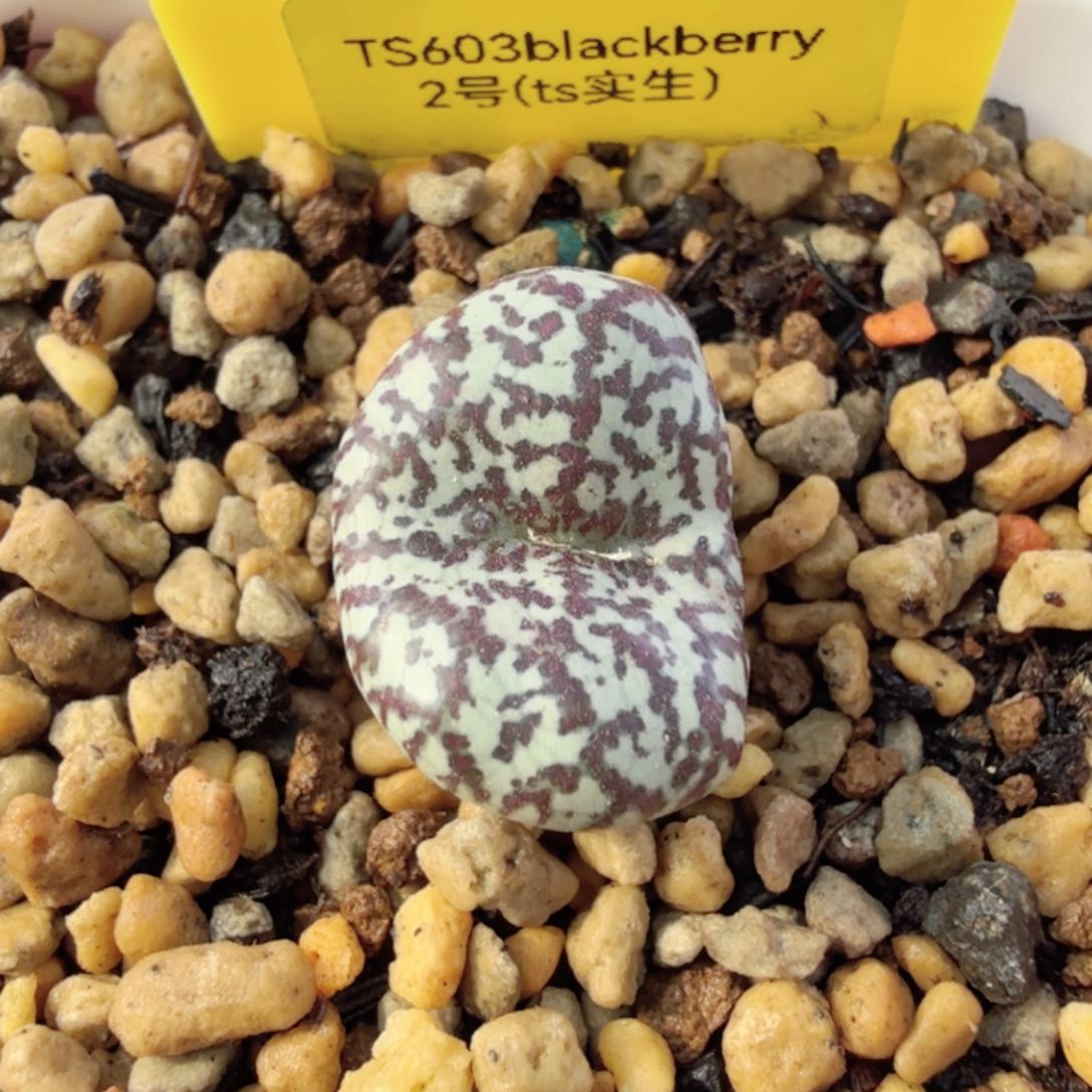 TS603 2号实生 专拍 还差8千