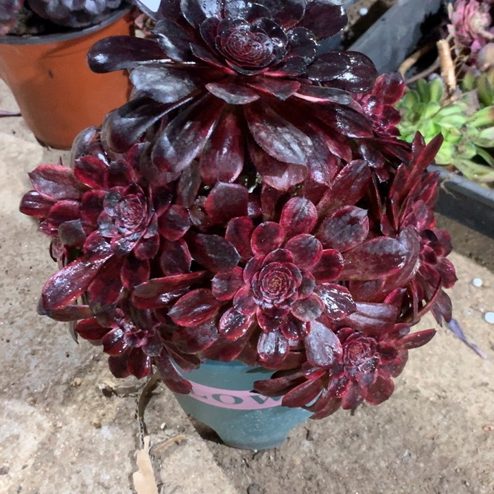 022墨颜多肉植物