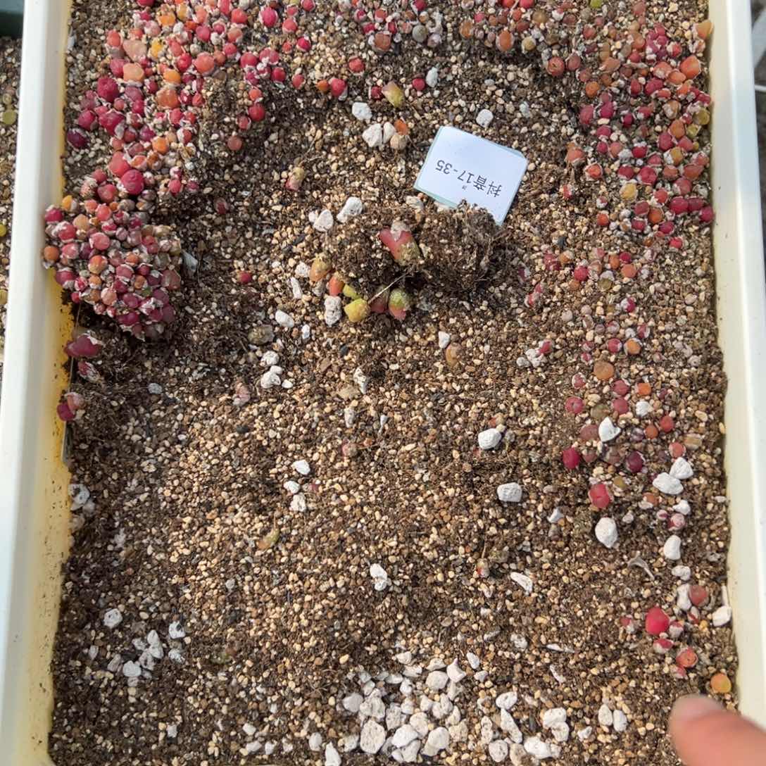 17-35肉锥多肉植物，