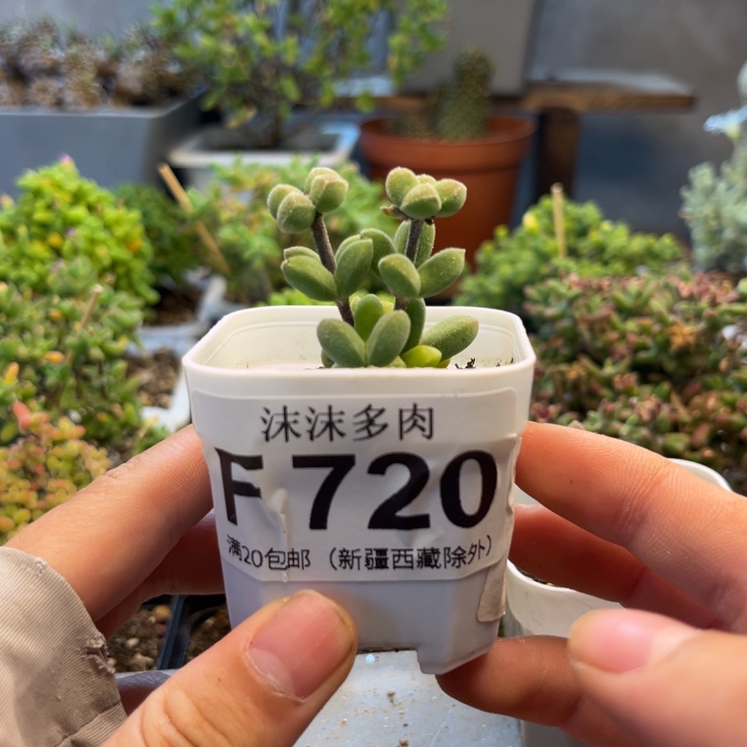 沙****2蚕宝宝 720。          