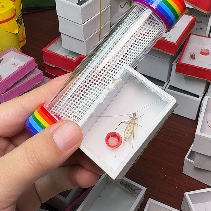 离***骚蟋蟀一个桶一个红竹。  