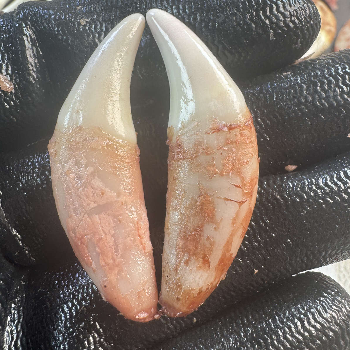 黑狗牙一物一拍生拆链接项坠手工简约