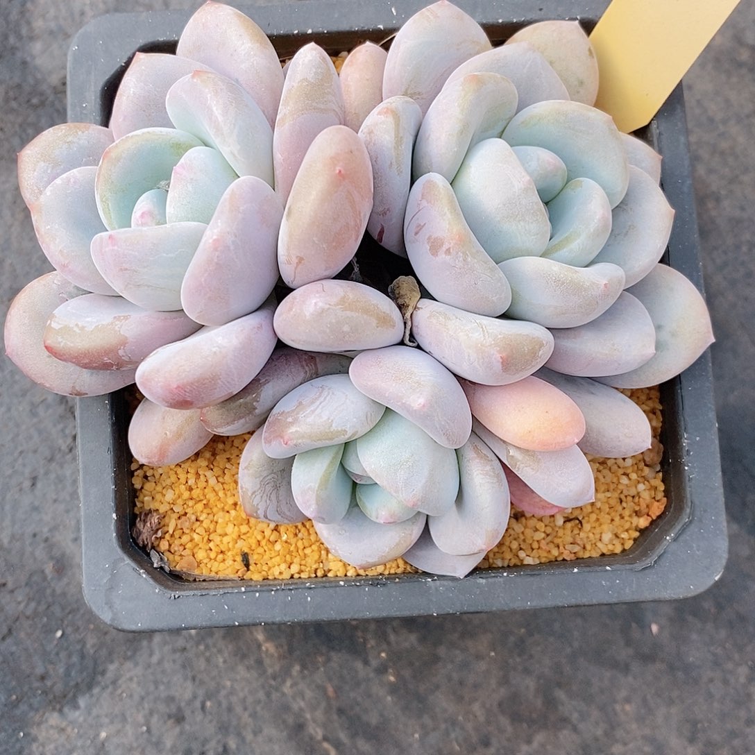 我***～330多肉植物老桩