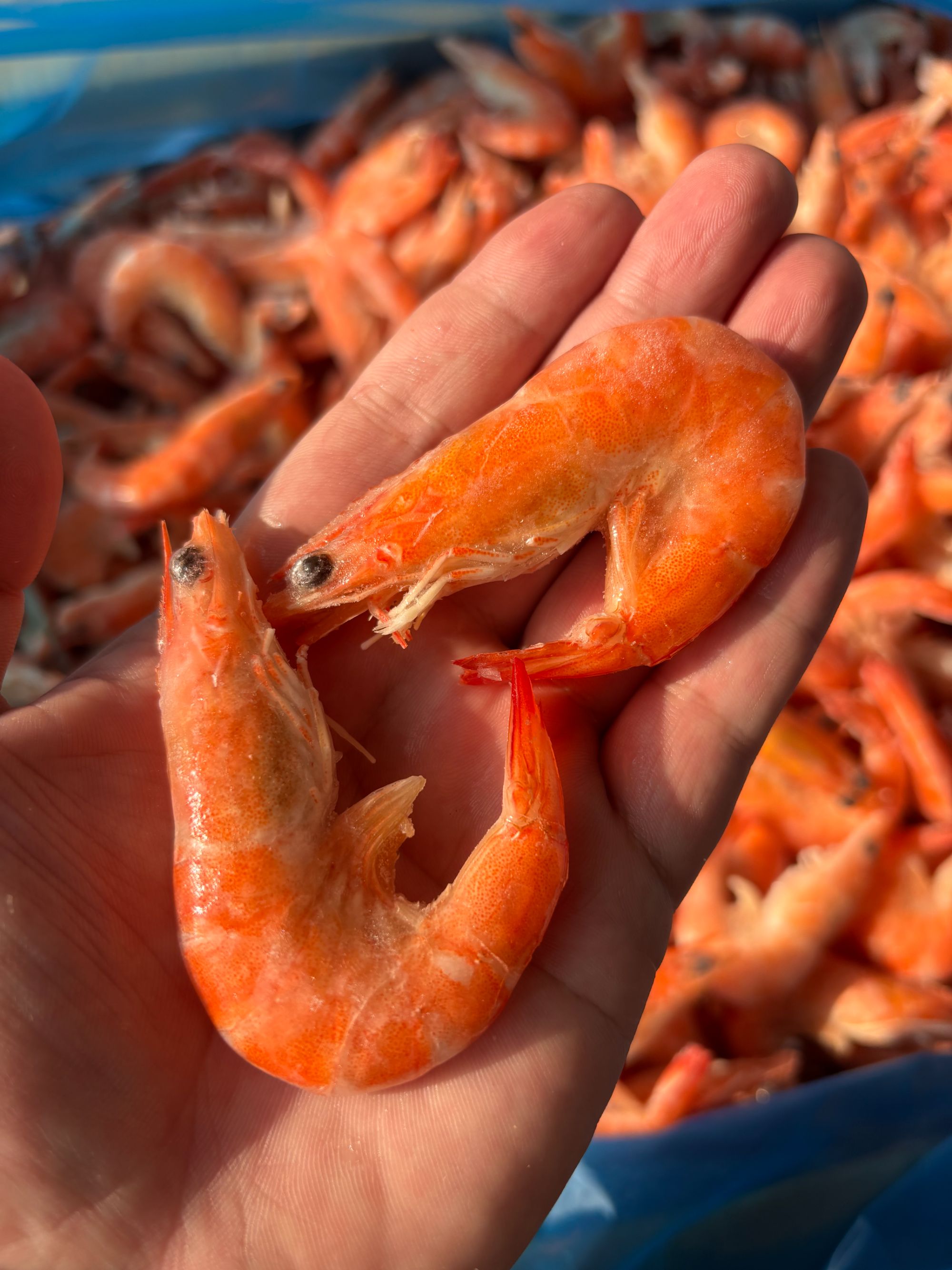 熟冻渤海湾海水虾