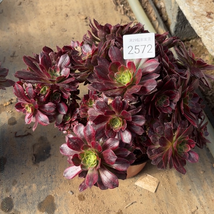 安娜锦多肉法师2572