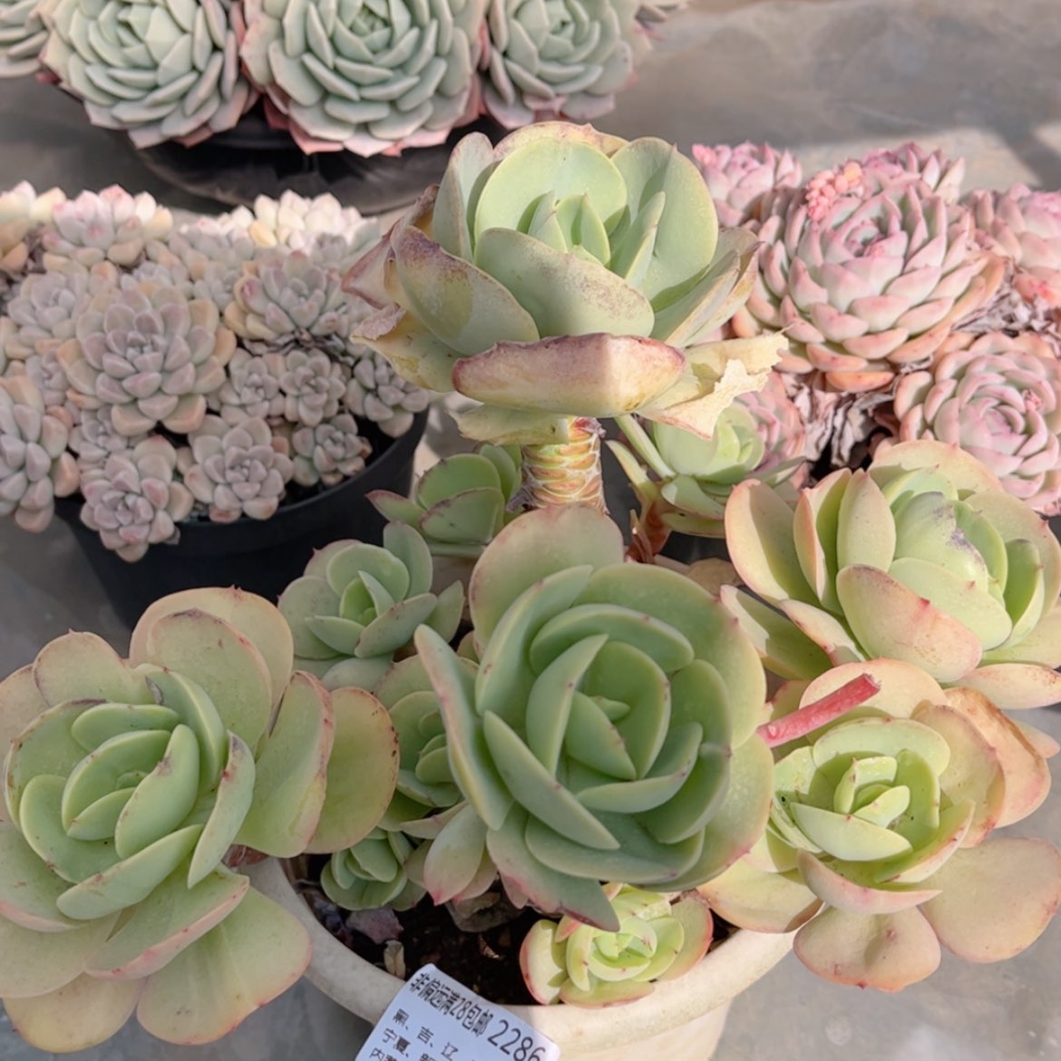 【闪购商品】2286碧桃