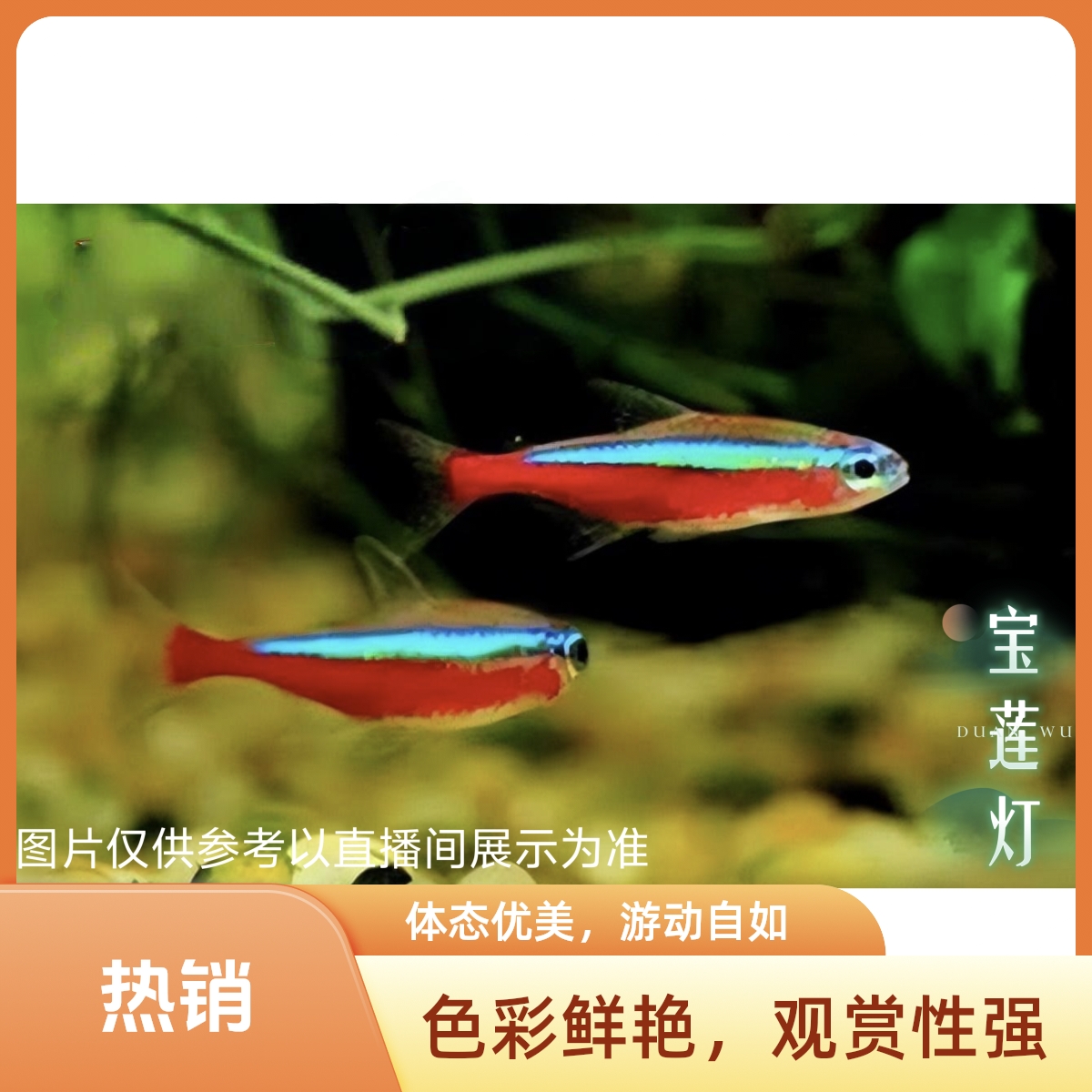 宝莲灯鱼等小型热带观赏鱼淡水灯科鱼群游鱼 活体发货