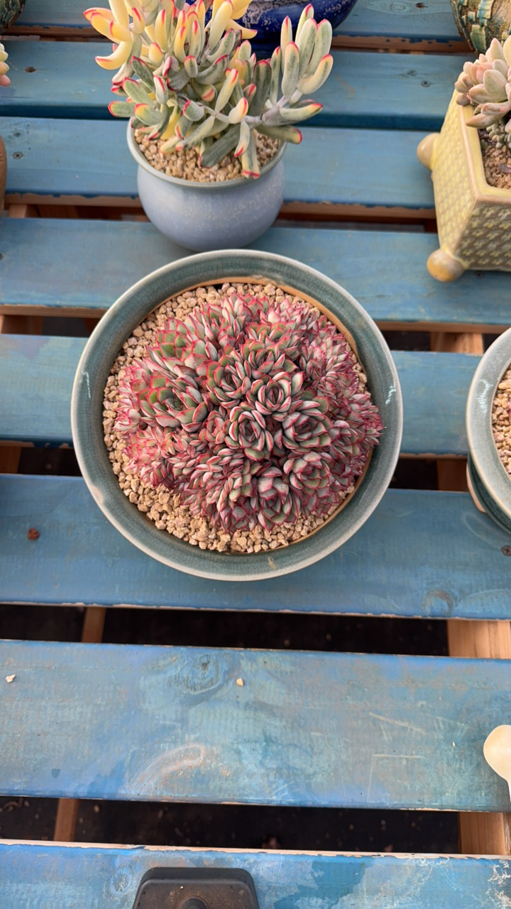 月光女神多肉缀化带朵朵