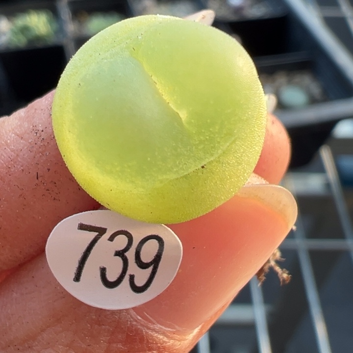 739号1111111111111111