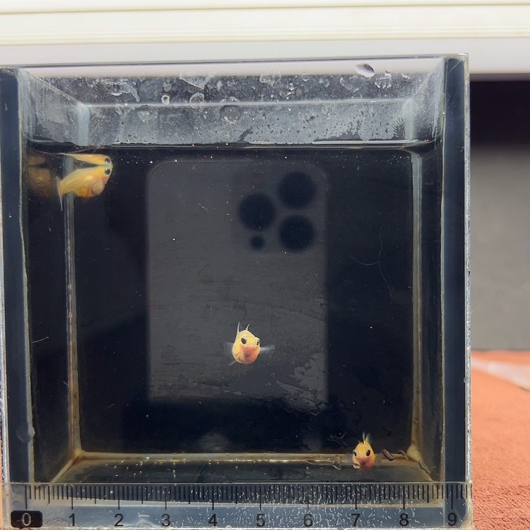 明***慧孔雀鱼黄金玻璃猫一公两母