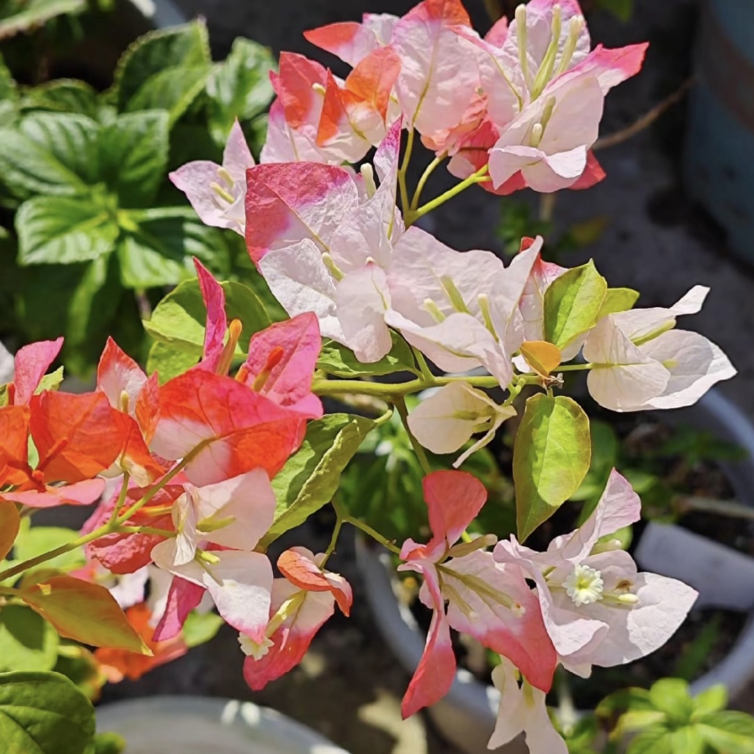 【橙口红】原生勤花爬藤（花梦园）落花落叶或一个月内换盆不售后