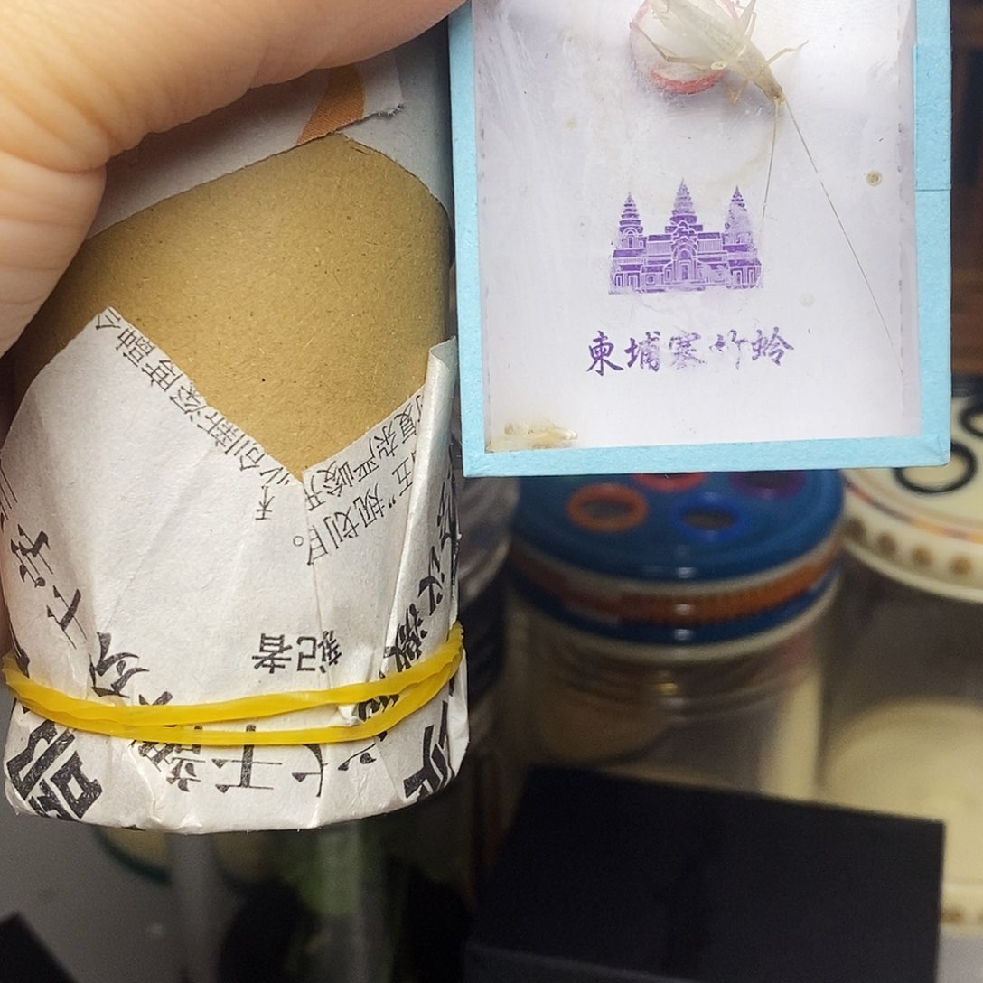 威海绿蝈蝈加2只柬埔寨竹蛉