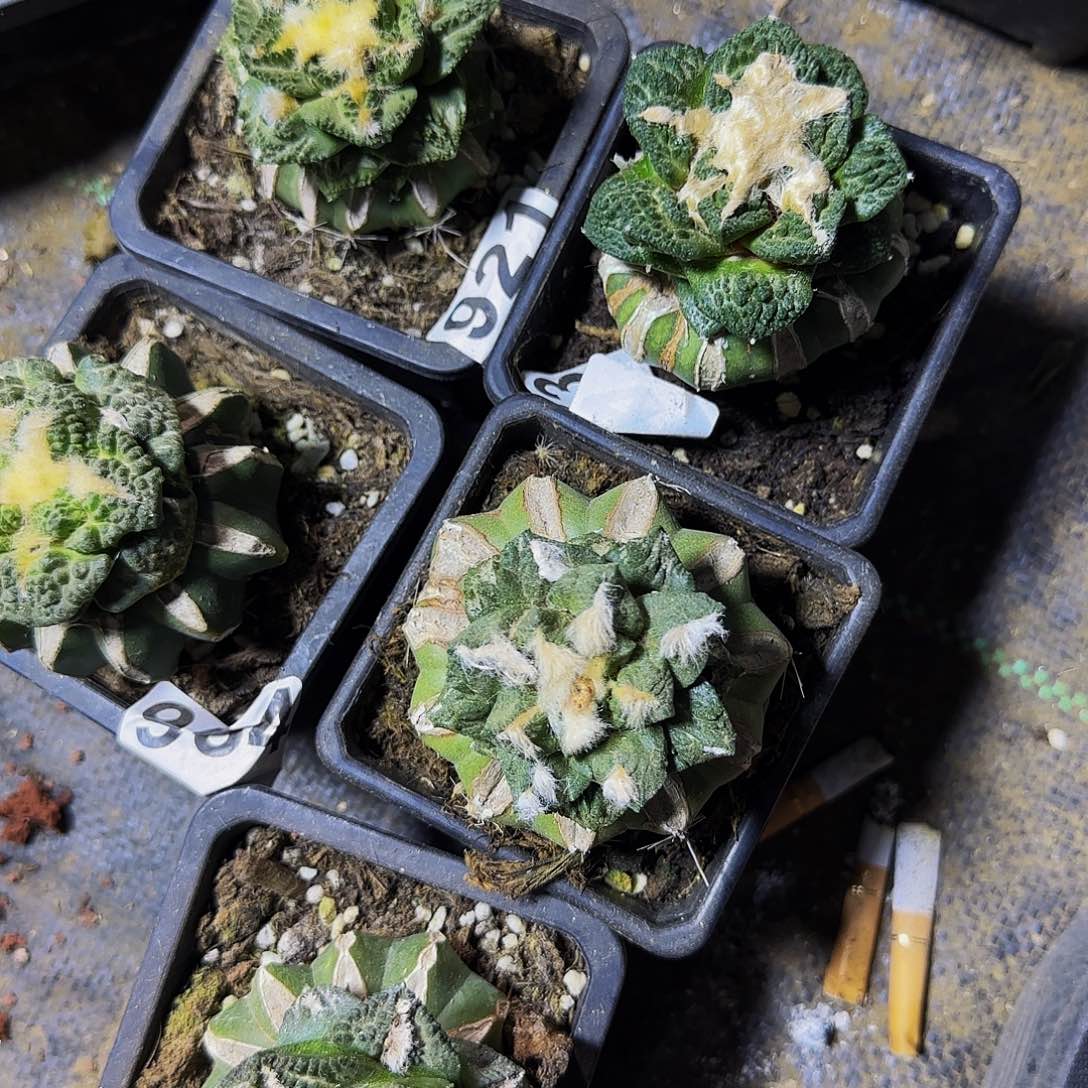 五个女大的921仙人球