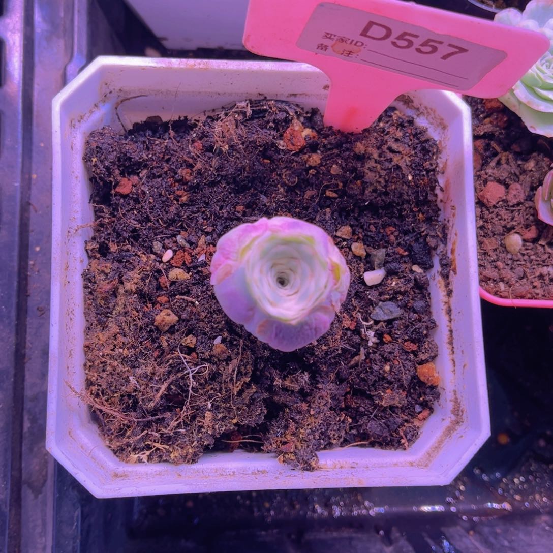 单品一物一拍557号